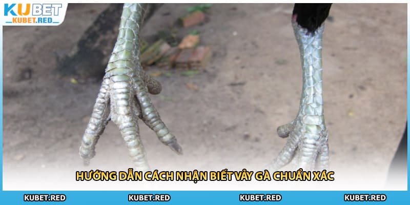 Hướng dẫn cách nhận biết vảy gà chuẩn xác